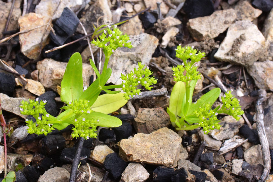 Valerianella microcarpa / Gallinella a frutto piccolo